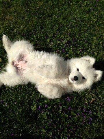 Samojedhund Eya billede 31