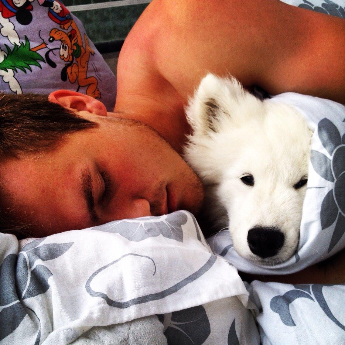 Samojedhund Eya billede 32