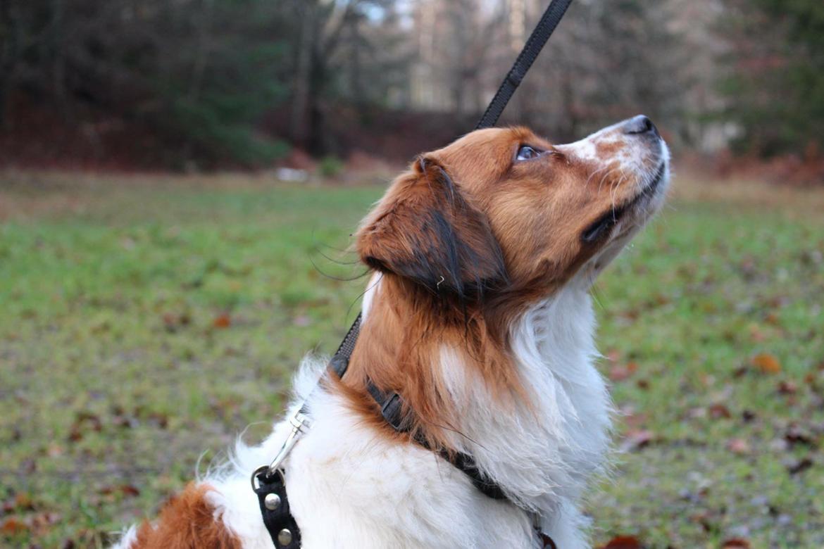 Kooikerhondje Barney billede 23