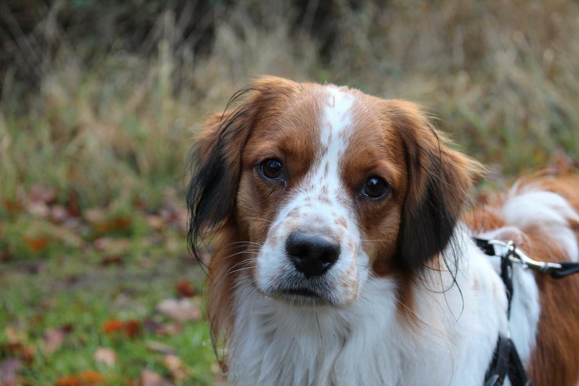 Kooikerhondje Barney billede 24