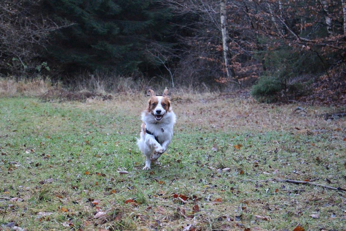 Kooikerhondje Barney billede 26