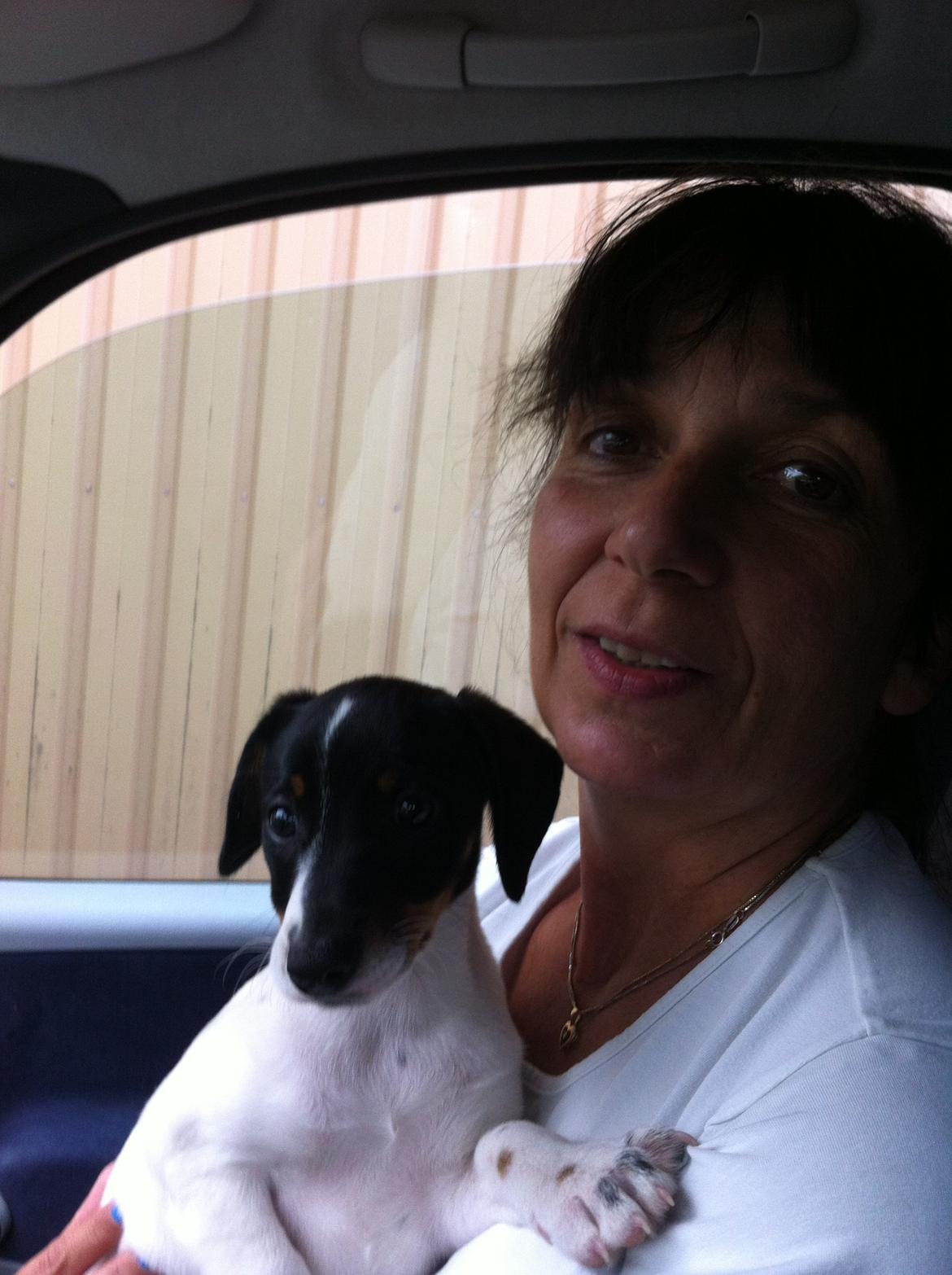 Glathåret foxterrier Coco Kildegaard - Coco hundehvalp og mig billede 4