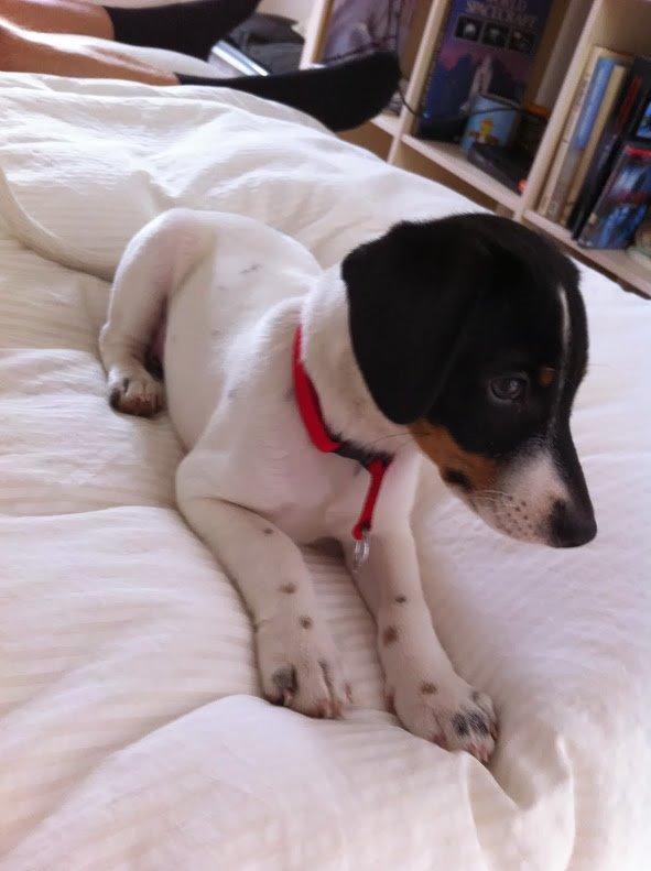 Glathåret foxterrier Coco Kildegaard - Lille Coco hundehvalp billede 6