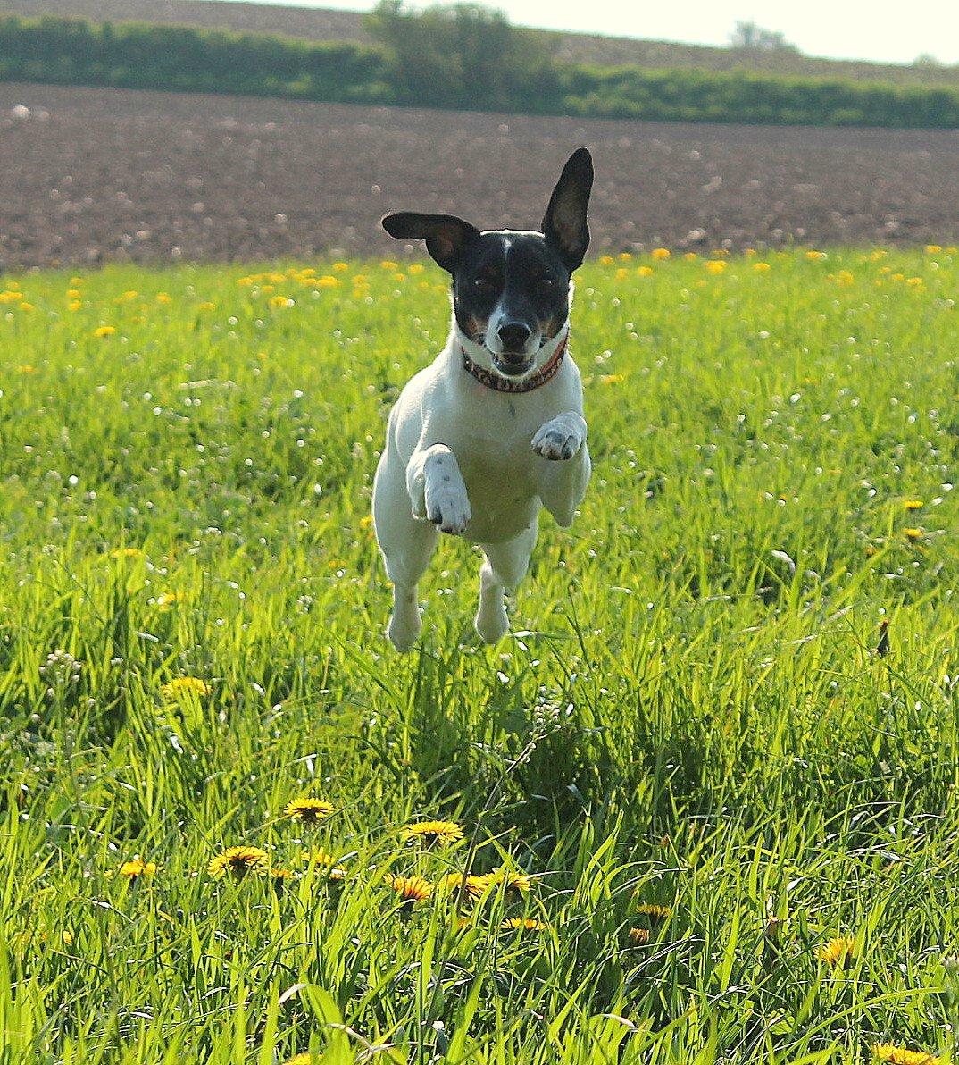Glathåret foxterrier Coco Kildegaard - Coco i hopla billede 3