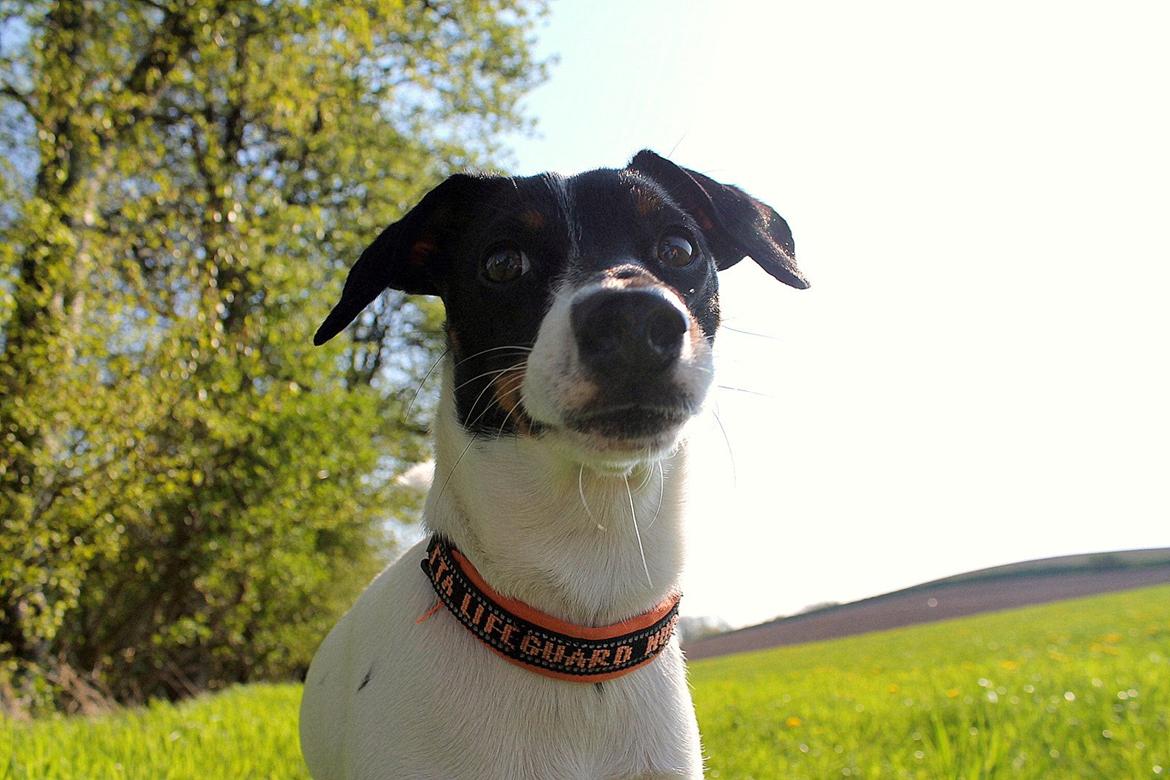 Glathåret foxterrier Coco Kildegaard - Coco musefanger billede 2