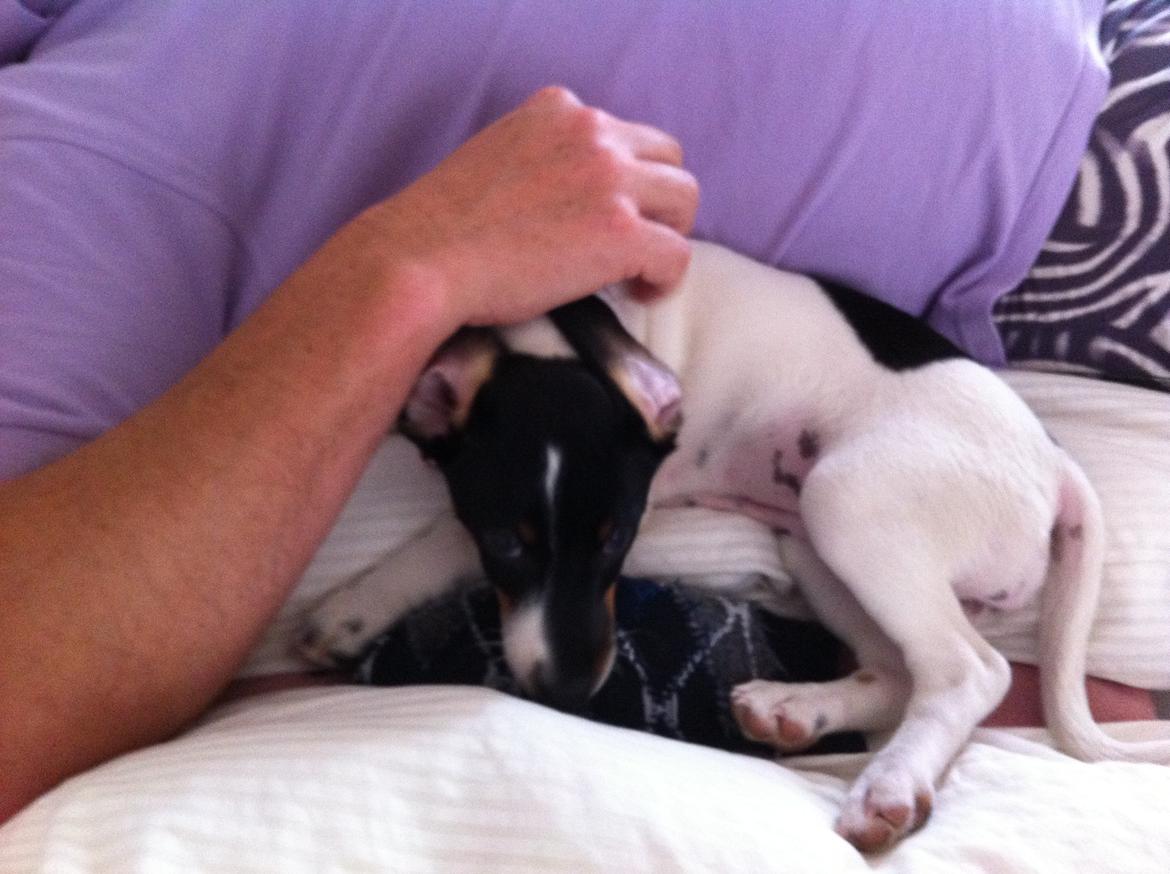 Glathåret foxterrier Coco Kildegaard - Coco hundehvalp og Ole billede 5