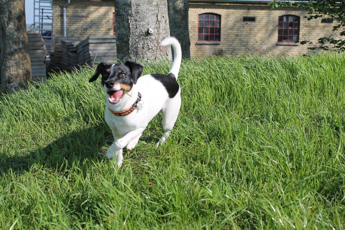 Glathåret foxterrier Coco Kildegaard billede 10