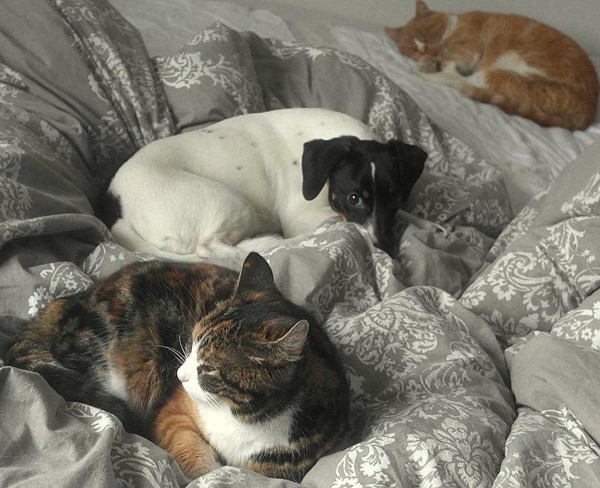 Glathåret foxterrier Coco Kildegaard - Coco, Røde og Tossemis billede 7