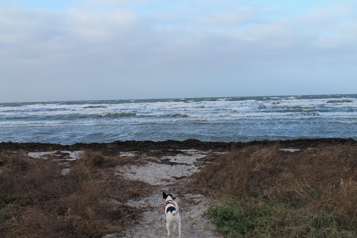Glathåret foxterrier Coco Kildegaard - Coco på stranden billede 9