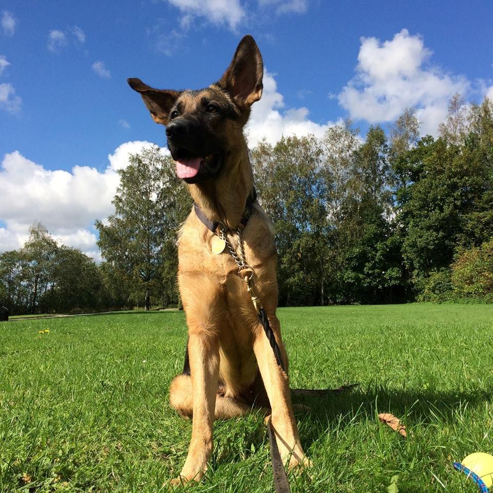 Schæferhund Electus Qvana (Molly) billede 1