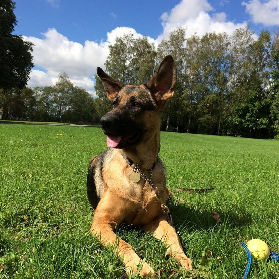Schæferhund Electus Qvana (Molly) billede 2