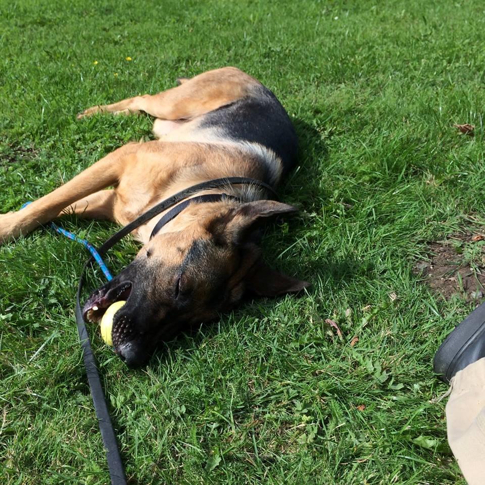 Schæferhund Electus Qvana (Molly) billede 3