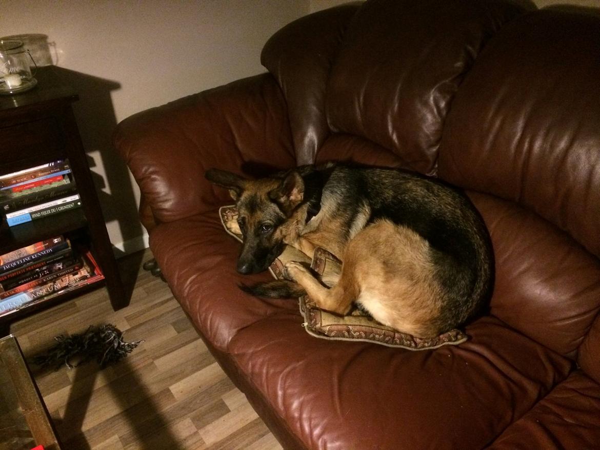 Schæferhund Electus Qvana (Molly) billede 5