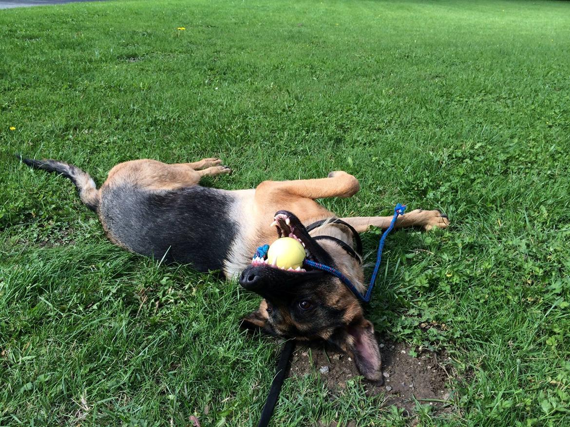 Schæferhund Electus Qvana (Molly) billede 4