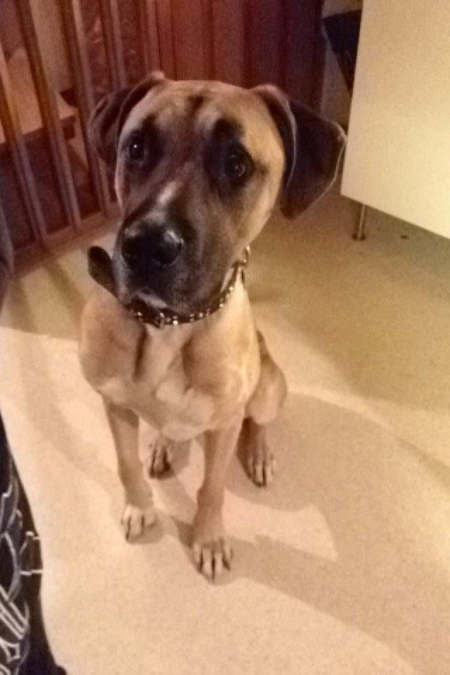 Blanding af racer Putin billede 1