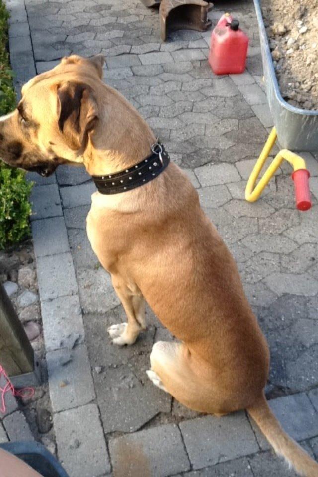 Blanding af racer Putin billede 3