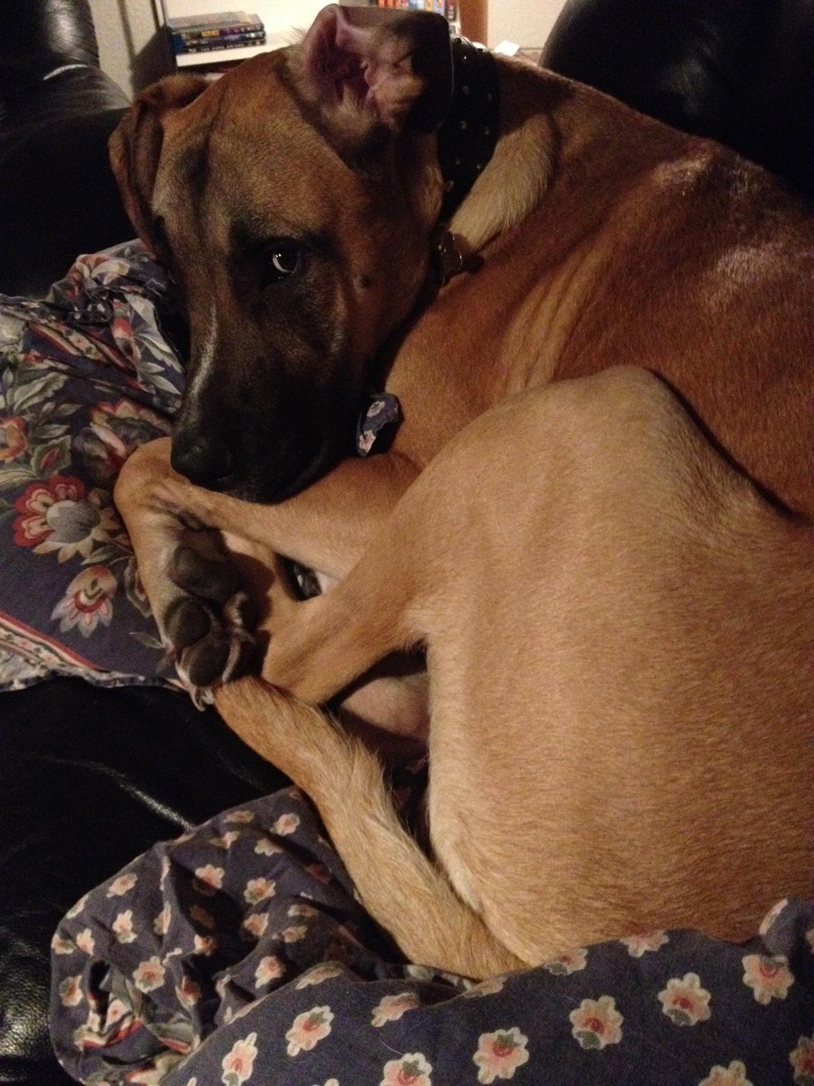 Blanding af racer Putin billede 5