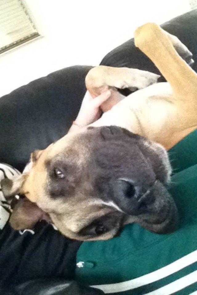 Blanding af racer Putin billede 6