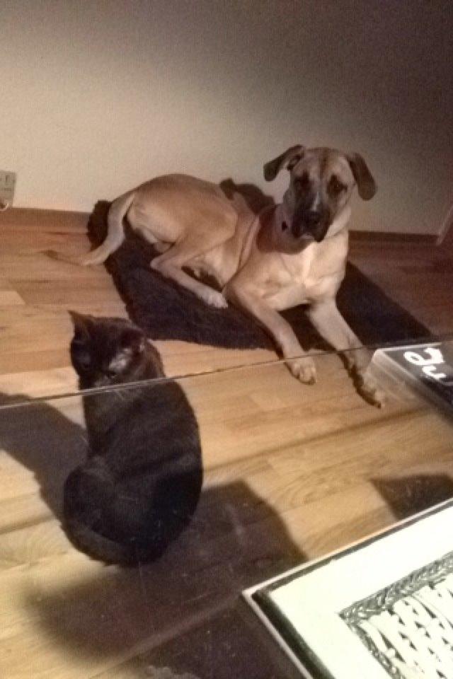 Blanding af racer Putin billede 7