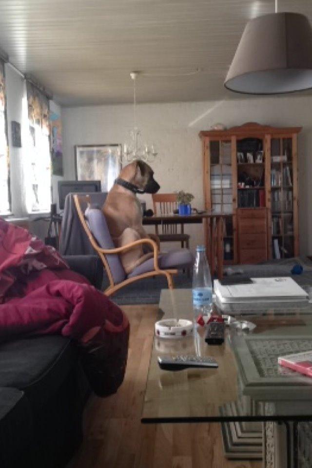 Blanding af racer Putin billede 4