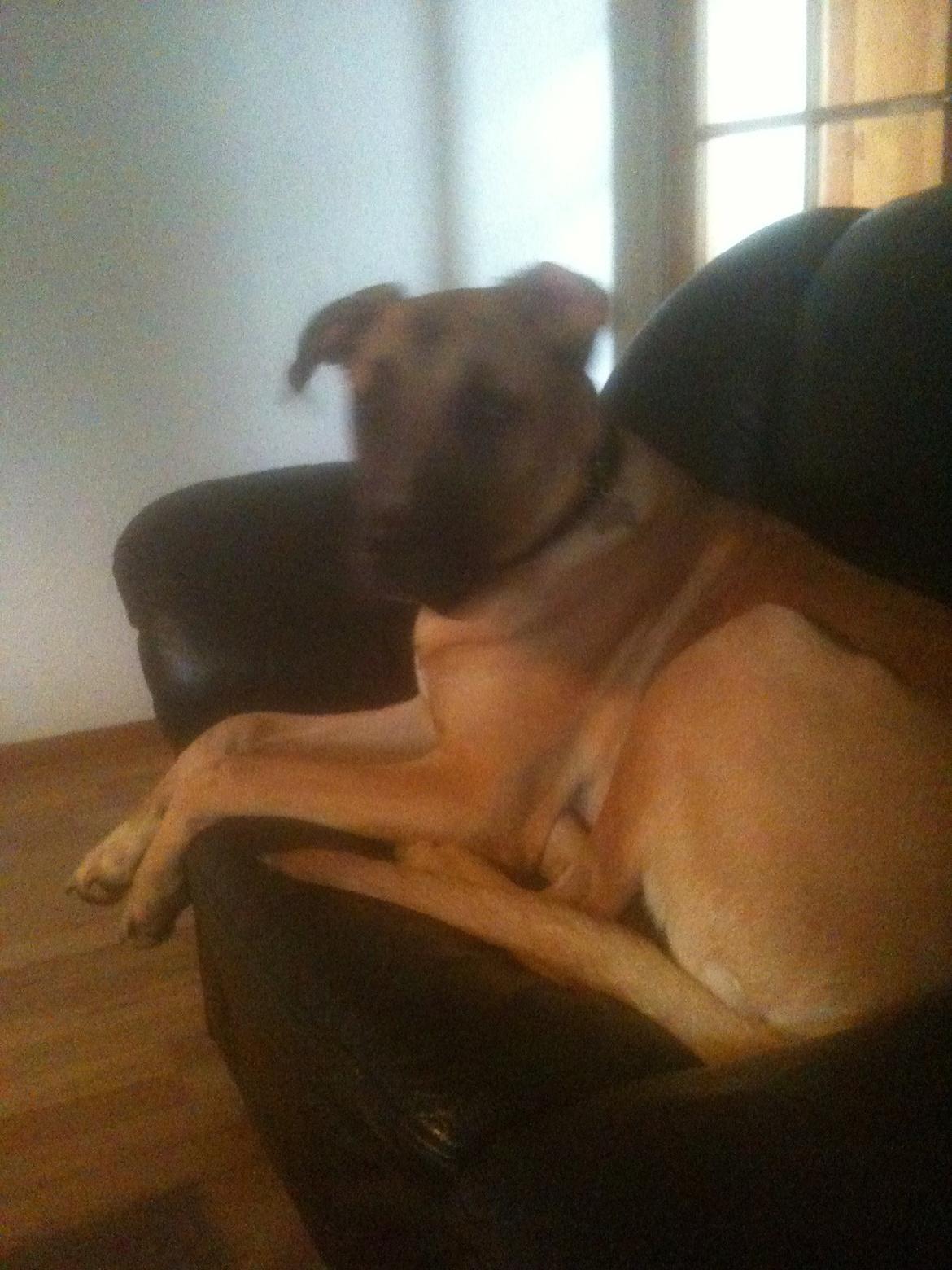 Blanding af racer Putin billede 9