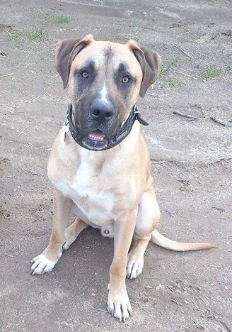 Blanding af racer Putin billede 10