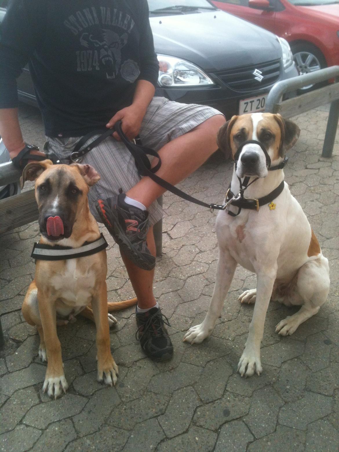 Blanding af racer Putin billede 11