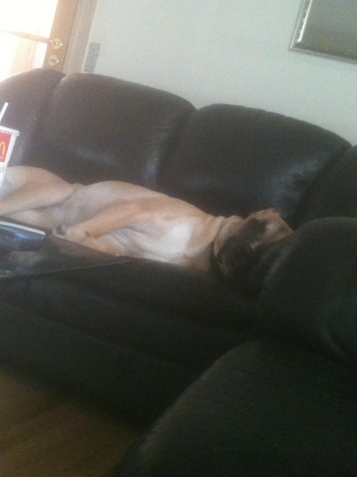 Blanding af racer Putin billede 12