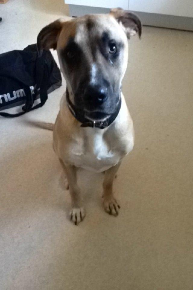 Blanding af racer Putin billede 13