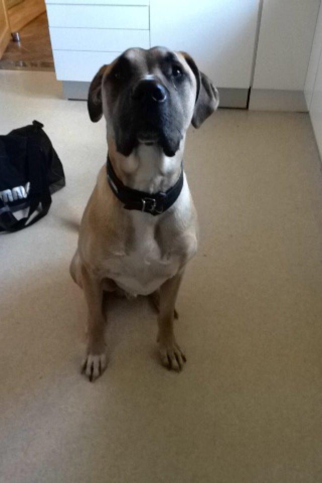 Blanding af racer Putin billede 14