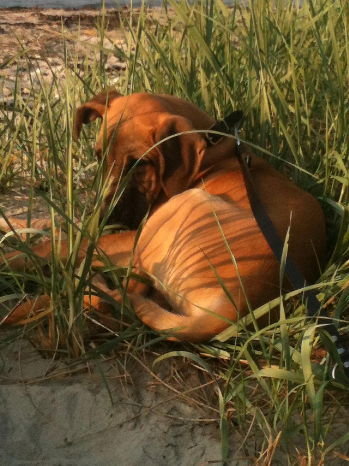 Blanding af racer Putin billede 8