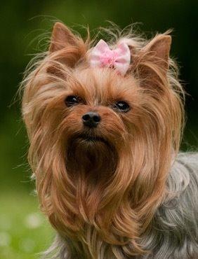 Yorkshire terrier Candy billede 18