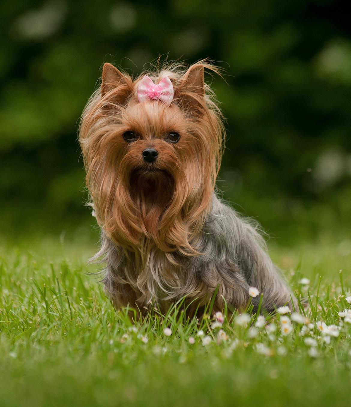 Yorkshire terrier Candy billede 20