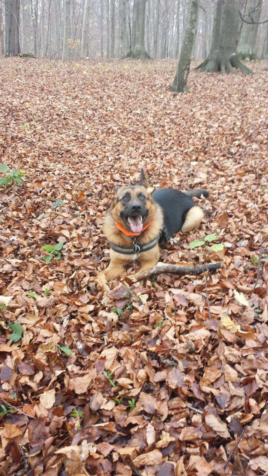 Blanding af racer Oscar billede 27