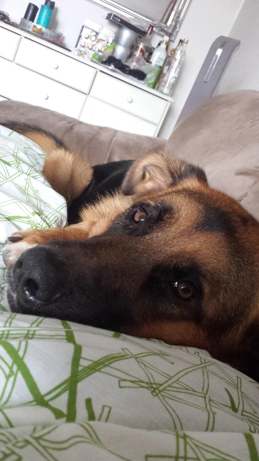 Blanding af racer Oscar billede 28