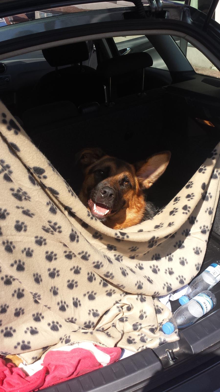 Blanding af racer Oscar billede 29