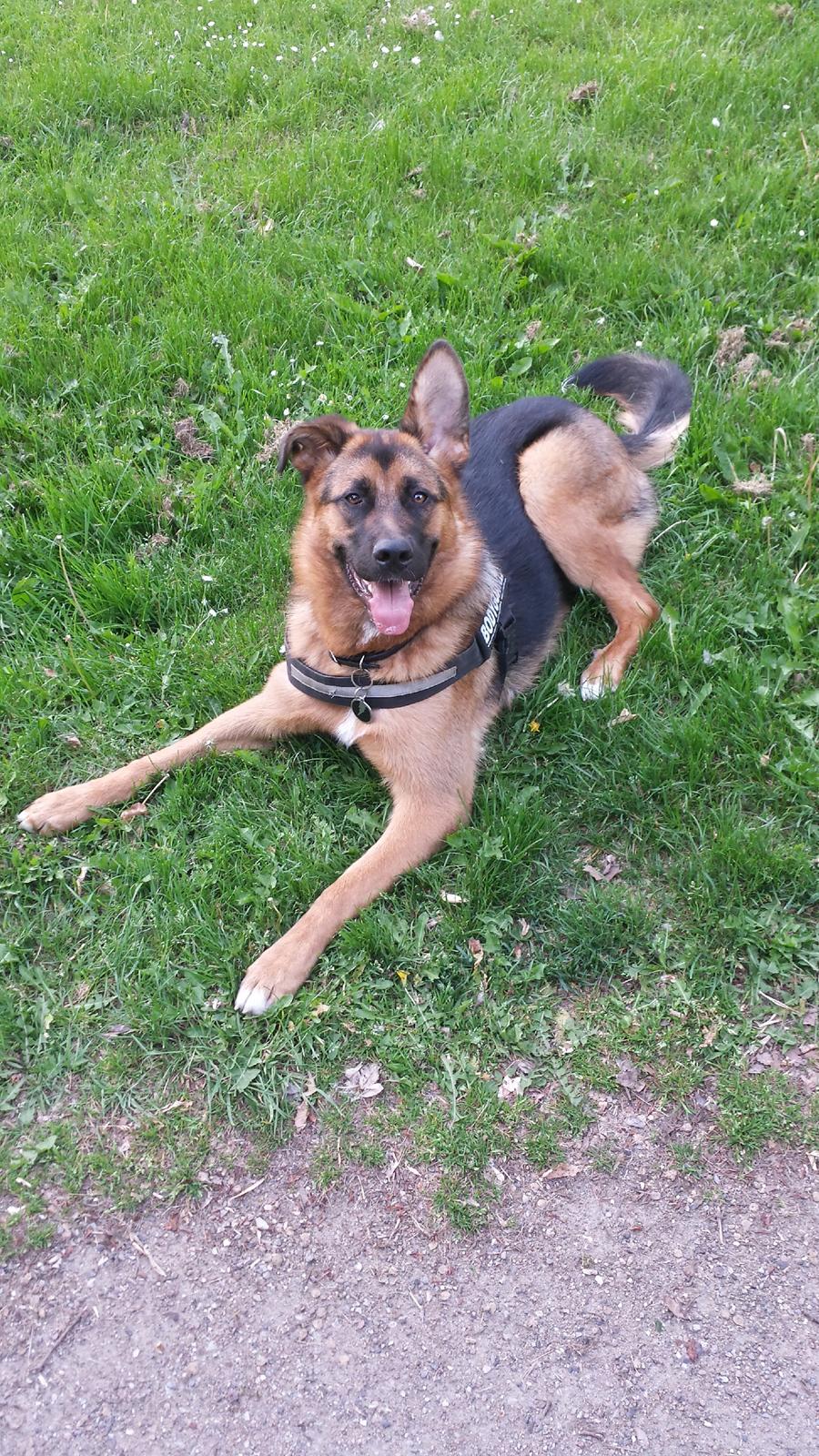 Blanding af racer Oscar billede 31