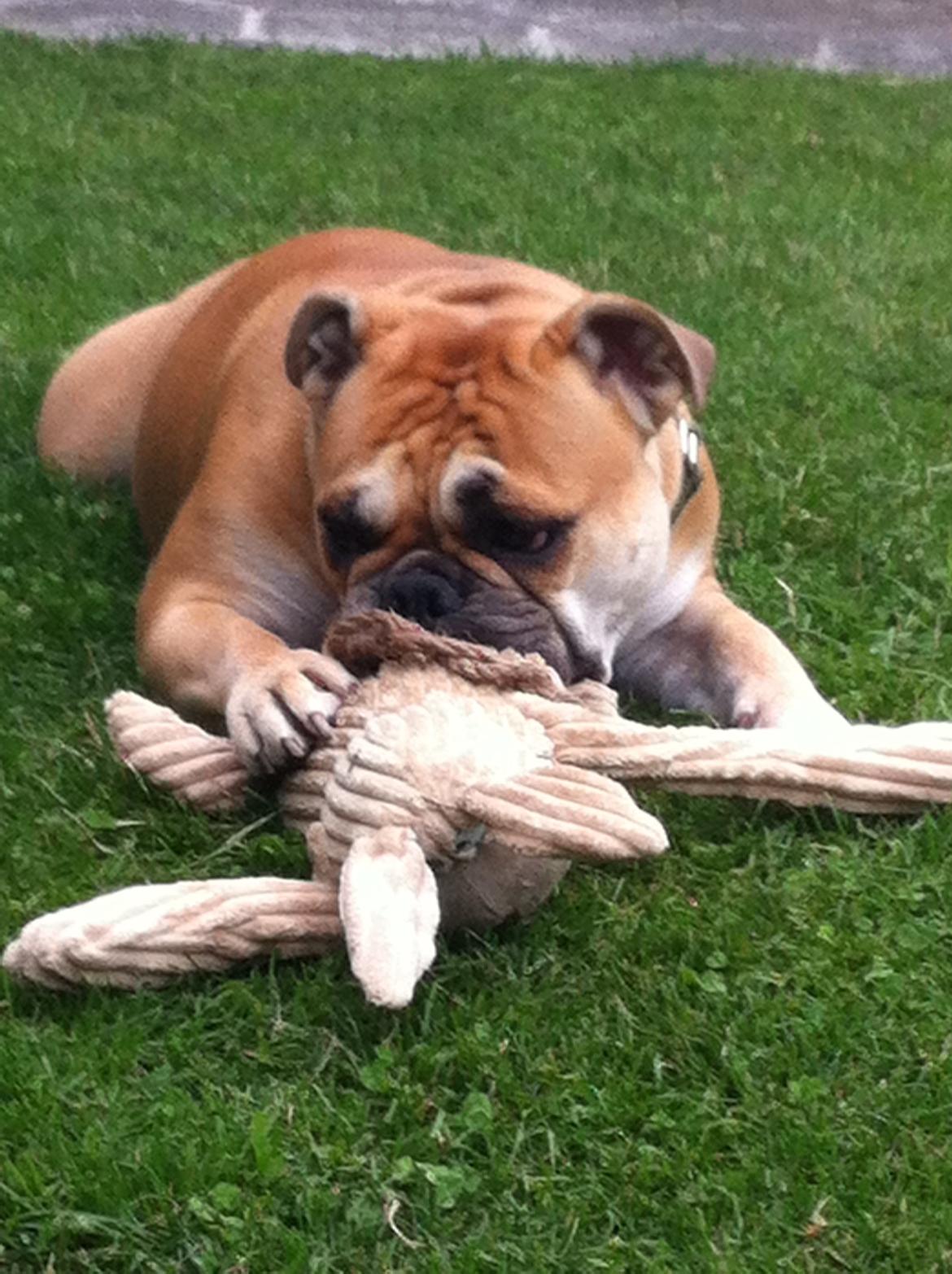 Olde english bulldogge Bullinas Frida billede 1