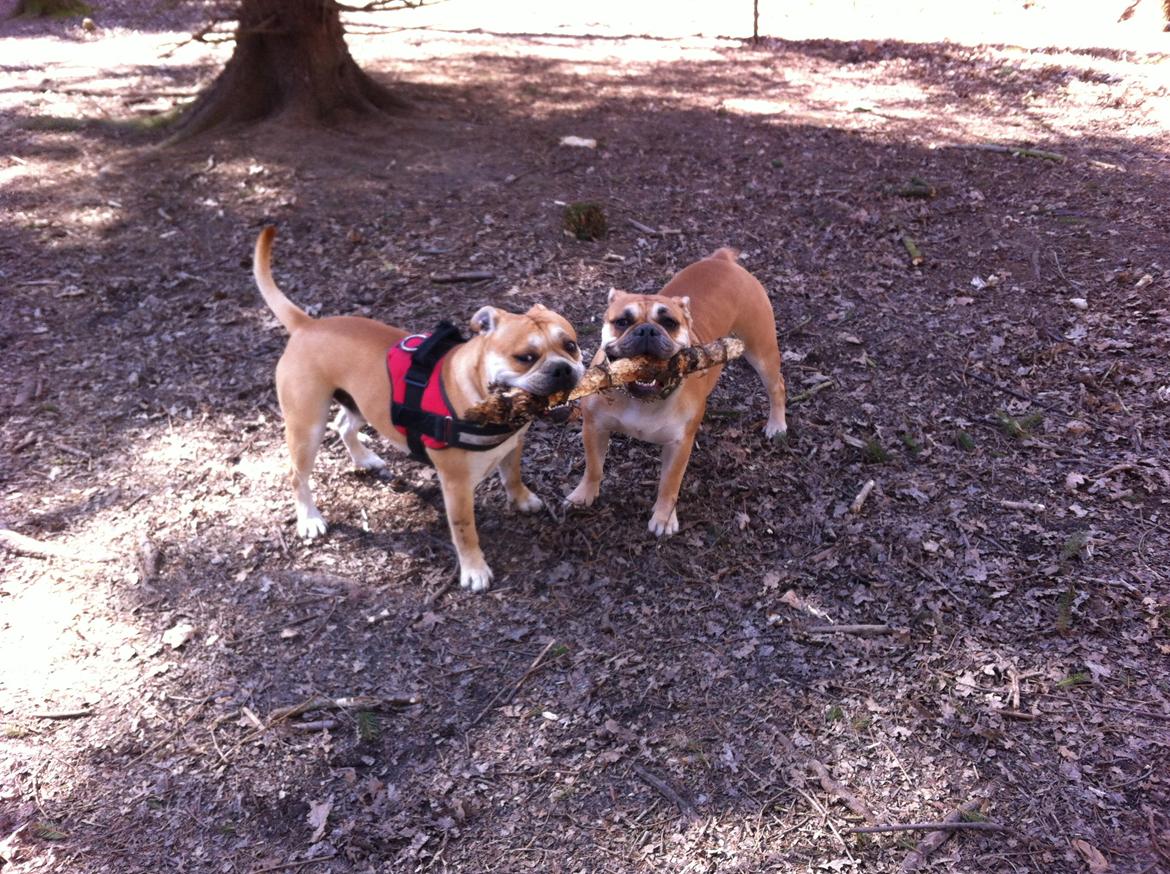 Olde english bulldogge Bullinas Frida billede 10