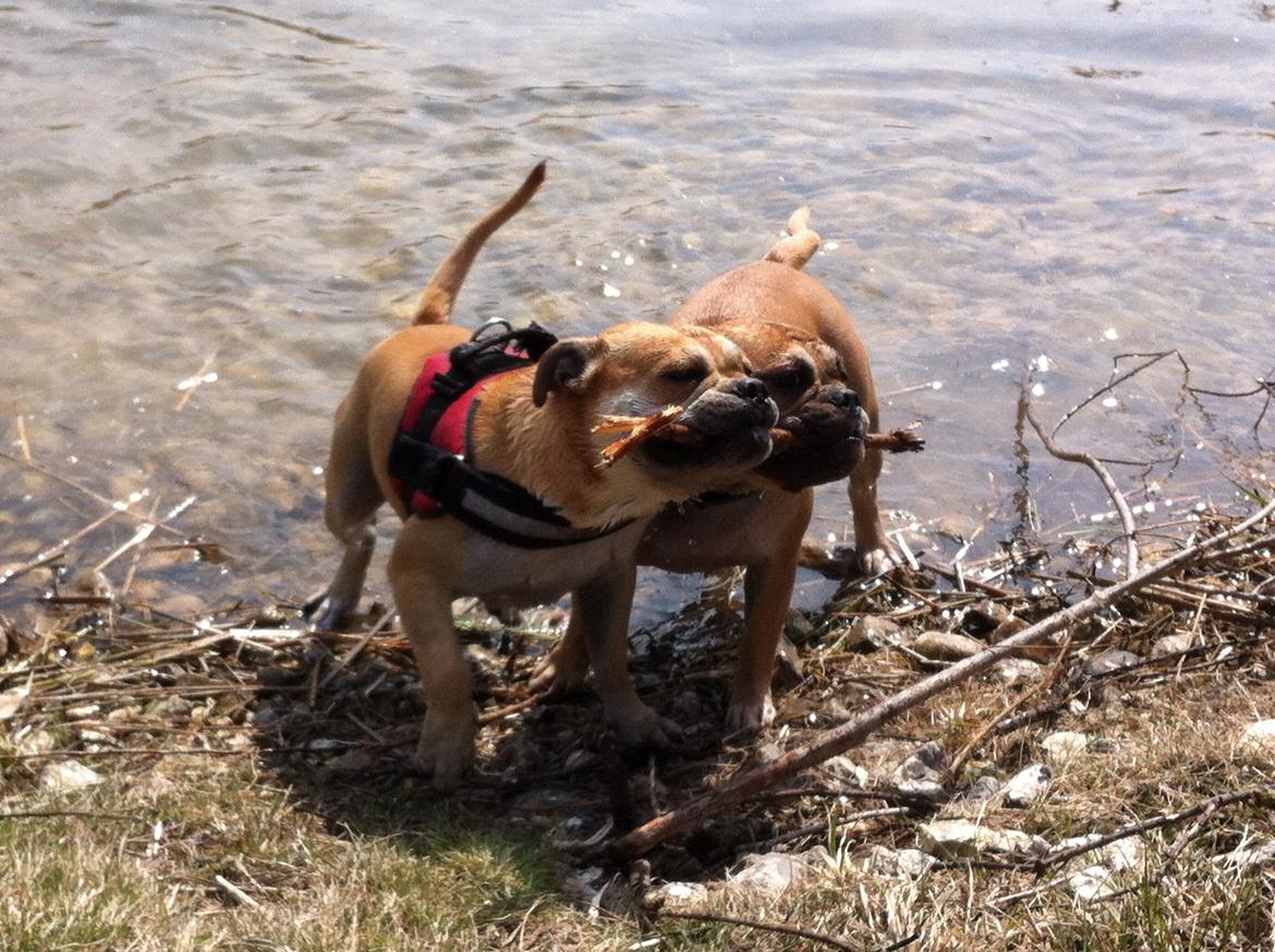 Olde english bulldogge Bullinas Frida billede 11