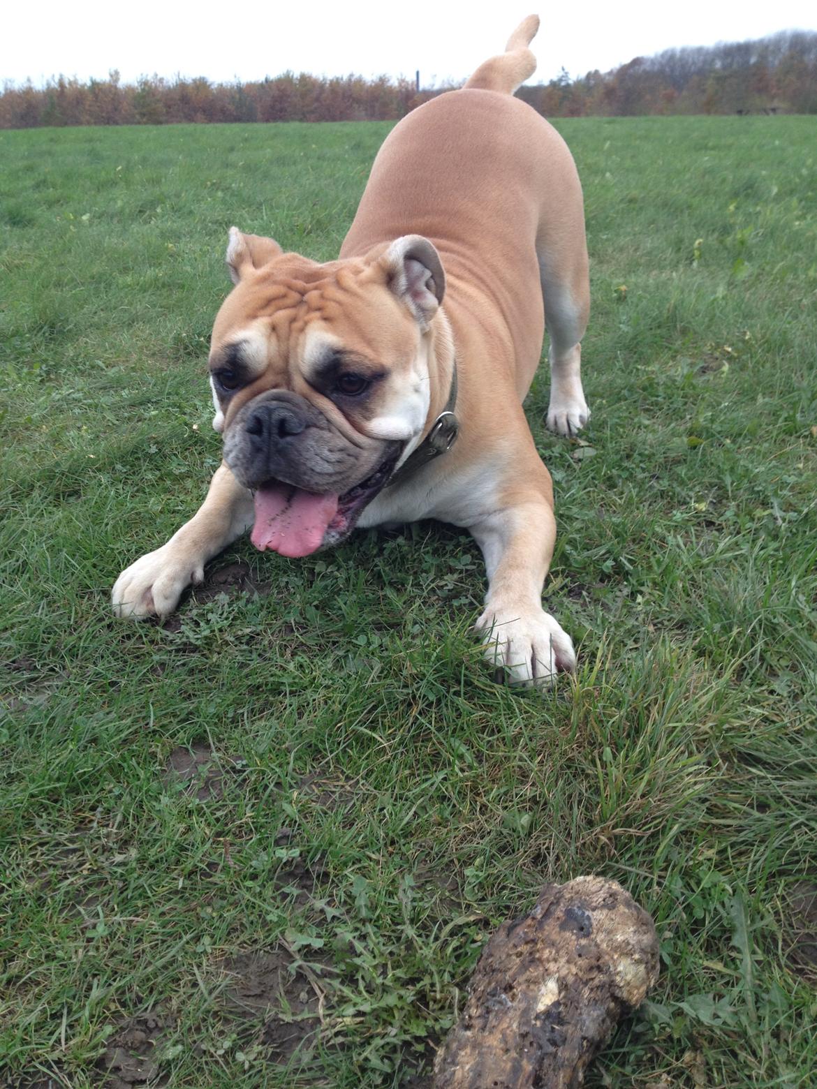 Olde english bulldogge Bullinas Frida billede 13