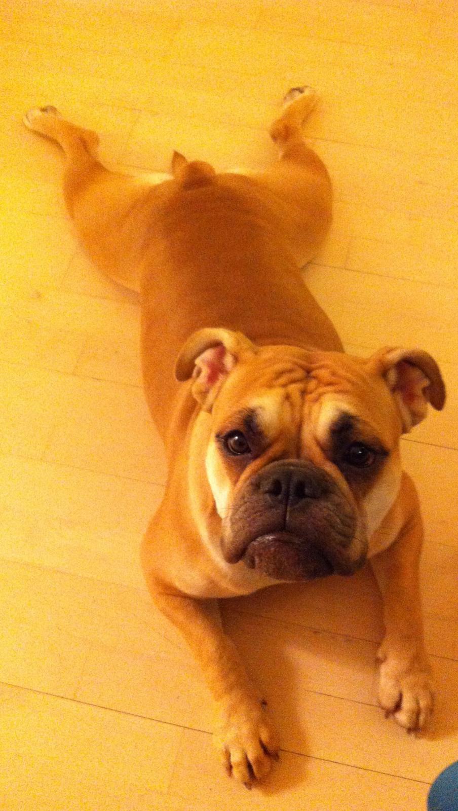 Olde english bulldogge Bullinas Frida billede 12