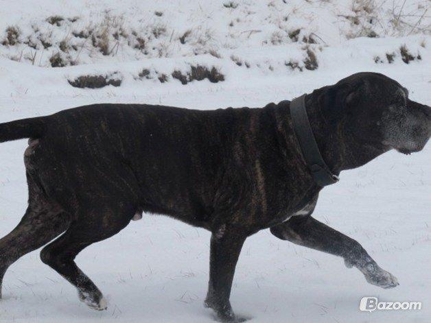 Cane corso Vitus billede 9