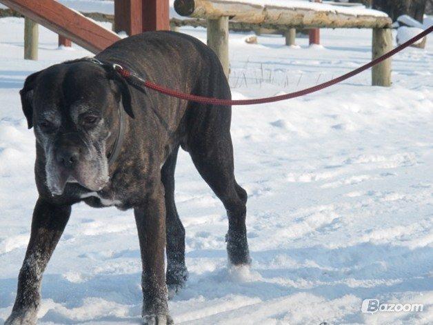 Cane corso Vitus billede 13