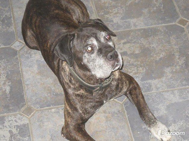 Cane corso Vitus billede 10