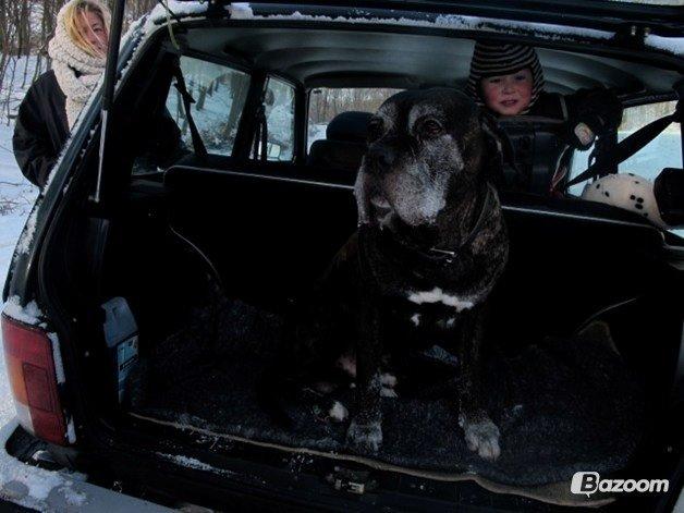 Cane corso Vitus billede 2