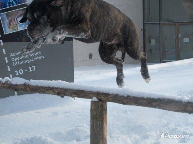 Cane corso Vitus billede 11