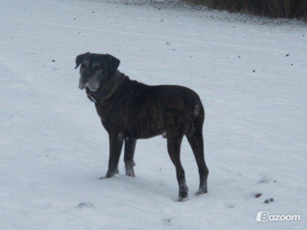 Cane corso Vitus billede 16