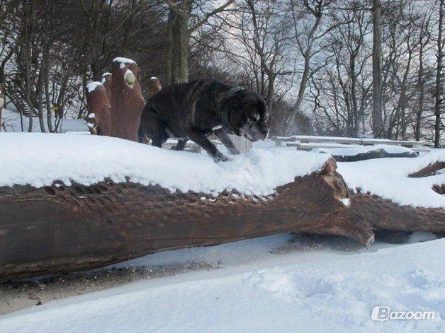 Cane corso Vitus billede 14