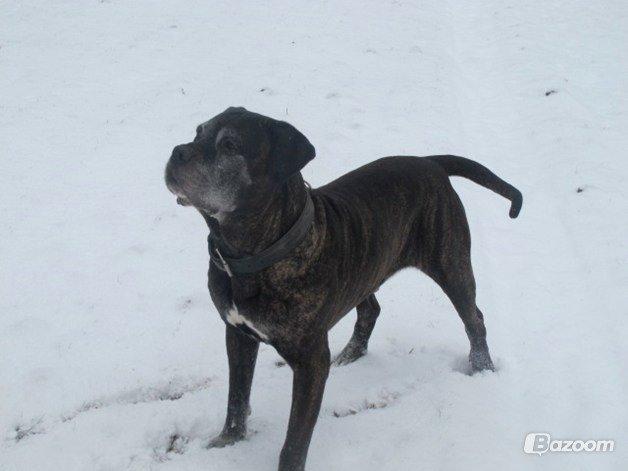 Cane corso Vitus billede 6